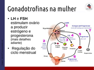 Gonadotrofinas na mulher
● LH e FSH
estimulam ovário
a produzir
estrógeno e
progesterona
(mais detalhes
adiante)
● Regulação do
ciclo menstrual
Imagem:stef-0107.no.comunidades.net
 