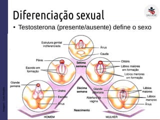 Diferenciação sexual
● Testosterona (presente/ausente) define o sexo
Imagem:LivroAmabis
 