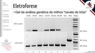 ©
Eletroforese
• Gel de análise genética de milhos "cavalo de tróia"
Prof. Kyoshi Beraldo
©
#05
Biomol
Bactéria
Enzima
restrição
Eletrofor.
Paternid.
Vetores
Transgenia
 