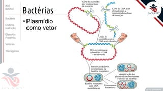 ©
Bactérias
•Plasmídio
como vetor
Prof. Kyoshi Beraldo
©
#05
Biomol
Bactéria
Enzima
restrição
Eletrofor.
Paternid.
Vetores
Transgenia
 