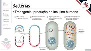 ©
Bactérias
•Transgenia: produção de insulina humana
Prof. Kyoshi Beraldo
©
#05
Biomol
Bactéria
Enzima
restrição
Eletrofor.
Paternid.
Vetores
Transgenia
 