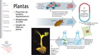 ©
Plantas
• Plasmídio da
bactéria
Agrobacterium
• Multiplicação
do DNA
• Injeção do
DNA em
planta
Prof. Kyoshi Beraldo
©
#05
Biomol
Bactéria
Enzima
restrição
Eletrofor.
Paternid.
Vetores
Transgenia
 