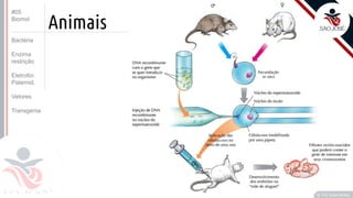 ©
Animais
Prof. Kyoshi Beraldo
©
#05
Biomol
Bactéria
Enzima
restrição
Eletrofor.
Paternid.
Vetores
Transgenia
 