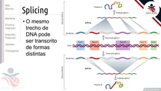 ©
Splicing
• O mesmo
trecho de
DNA pode
ser transcrito
de formas
distintas
Prof. Kyoshi Beraldo
©
#05
Biomol
Bactéria
Enzima
restrição
Eletrofor.
Paternid.
Vetores
Transgenia
 