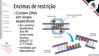 ©
Enzimas de restrição
•Cortam DNA
em locais
específicos
• Ex: enzima
bacteriana
Eco RI
corta onde
houver
G|AATT C
C TTTA|G
• vendidas por
laboratórios
Prof. Kyoshi Beraldo
©
#05
Biomol
Bactéria
Enzima
restrição
Eletrofor.
Paternid.
Vetores
Transgenia
 