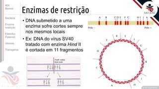 ©
Enzimas de restrição
• DNA submetido a uma
enzima sofre cortes sempre
nos mesmos locais
• Ex: DNA do vírus SV40
tratado com enzima Hind II
é cortada em 11 fragmentos
Prof. Kyoshi Beraldo
©
#05
Biomol
Bactéria
Enzima
restrição
Eletrofor.
Paternid.
Vetores
Transgenia
 