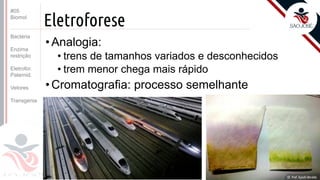 ©
Eletroforese
•Analogia:
• trens de tamanhos variados e desconhecidos
• trem menor chega mais rápido
•Cromatografia: processo semelhante
Prof. Kyoshi Beraldo
©
#05
Biomol
Bactéria
Enzima
restrição
Eletrofor.
Paternid.
Vetores
Transgenia
 