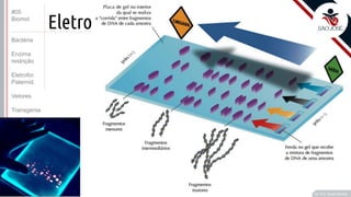 ©
Eletro
Prof. Kyoshi Beraldo
©
#05
Biomol
Bactéria
Enzima
restrição
Eletrofor.
Paternid.
Vetores
Transgenia
 