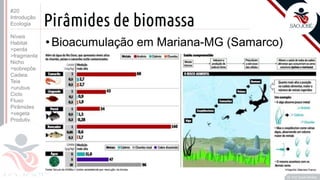 ©
Pirâmides de biomassa
Prof. Kyoshi Beraldo
©
•Bioacumulação em Mariana-MG (Samarco)
#20
Introdução
Ecologia
Níveis
Habitat
>perda
>fragmenta
Nicho
>sobrepõe
Cadeia
Teia
>urubus
Ciclo
Fluxo
Pirâmides
>vegeta
Produtiv.
 