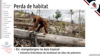 ©
Perda de habitat
• Ex: orangotangos na ásia tropical
• indústria finlandesa de biodíesel de óleo de palmeira
Prof. Kyoshi Beraldo
©
#20
Introdução
Ecologia
Níveis
Habitat
>perda
>fragmenta
Nicho
>sobrepõe
Cadeia
Teia
>urubus
Ciclo
Fluxo
Pirâmides
>vegeta
Produtiv.
 