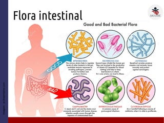 Flora intestinal
Imagem:pt.dreamstime.com
 