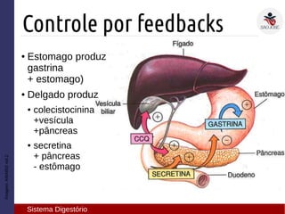 Imagem:AMABISvol.2
Controle por feedbacks
Sistema Digestório
● Estomago produz
gastrina
+ estomago)
● Delgado produz
● colecistocinina
+vesícula
+pâncreas
● secretina
+ pâncreas
- estômago
 