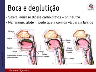 ● Saliva: amilase digere carboidratos – ph neutro
● Na faringe, glote impede que a comida vá para a laringe
Imagem:AMABISvol.2
Boca e deglutição
Sistema Digestório
 