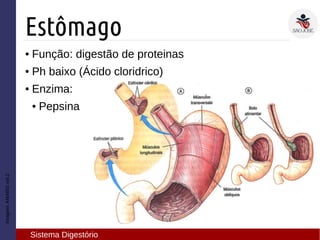 Imagem:AMABISvol.2
Estômago
Sistema Digestório
● Função: digestão de proteinas
● Ph baixo (Ácido cloridrico)
● Enzima:
● Pepsina
 