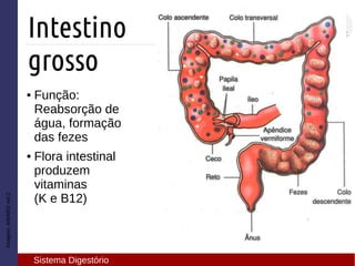 ● Função:
Reabsorção de
água, formação
das fezes
● Flora intestinal
produzem
vitaminas
(K e B12)
Imagem:AMABISvol.2
Intestino
grosso
Sistema Digestório
 