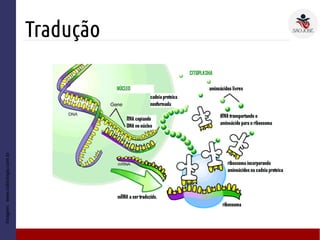 Tradução
Imagem:www.sobiologia.com.br
 