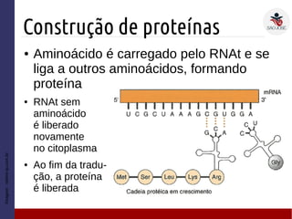 Construção de proteínas
Imagem:nehmi-ip.com.br
● Aminoácido é carregado pelo RNAt e se
liga a outros aminoácidos, formando
proteína
● RNAt sem
aminoácido
é liberado
novamente
no citoplasma
● Ao fim da tradu-
ção, a proteína
é liberada
 