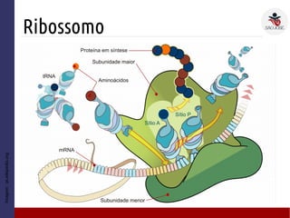Ribossomo
Imagem:pt.wikipedia.org
 