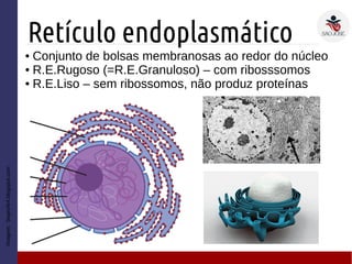 Retículo endoplasmático
● Conjunto de bolsas membranosas ao redor do núcleo
● R.E.Rugoso (=R.E.Granuloso) – com ribosssomos
● R.E.Liso – sem ribossomos, não produz proteínas
Imagem:bioprofe4.blogspot.com
 