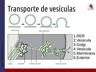 Transporte de vesículas
Imagem:biology4ib.wikispaces.com
1.RER
2.Vesicula
3.Golgi
4.Vesicula
5.Membrana
6.Exterior
 
