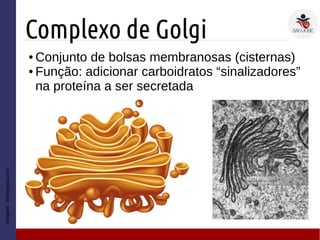 Complexo de Golgi
● Conjunto de bolsas membranosas (cisternas)
● Função: adicionar carboidratos “sinalizadores”
na proteína a ser secretada
Imagem:biologypop.com
 