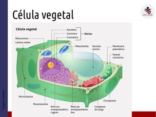 Célula vegetal
● D
Imagem:AMABIS
 