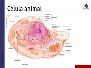 Célula animal
Imagem:AMABIS
 
