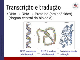 Transcrição e tradução
● DNA → RNA → Proteína (aminoácidos)
(dogma central da biologia)
Imagem:http://www.notapositiva.com
 