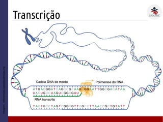 Transcrição
Imagem:wikiciencias.casadasciencias.org
● U
– N
 