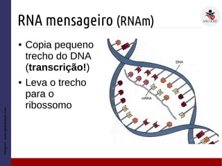 RNA mensageiro (RNAm)
Imagem:www.qieducacao.com
● Copia pequeno
trecho do DNA
(transcrição!)
● Leva o trecho
para o
ribossomo
 