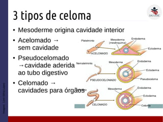 3 tipos de celoma
● Mesoderme origina cavidade interior
● Acelomado →
sem cavidade
● Pseudocelomado
→cavidade aderida
ao tubo digestivo
● Celomado →
cavidades para órgãos
Imagem:LivroSôniaLopes
 