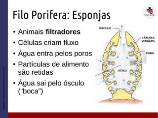 Filo Porifera: Esponjas
● Animais filtradores
● Células criam fluxo
● Água entra pelos poros
● Partículas de alimento
são retidas
● Água sai pelo ósculo
(“boca”)
Imagem:www.portalsaofrancisco.com.br
 