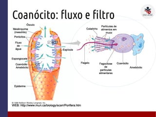 Coanócito: fluxo e filtro
 