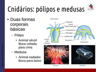 Cnidários: pólipos e medusas
● Duas formas
corporais
básicas
– Pólipo
● Animal séssil
Boca voltada
para cima
– Medusa
● Animal nadador.
Boca para baixo
Imagem:superestudo.blogspot.com
 