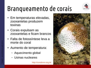 Branqueamento de corais
Imagem:pos-graduacao.uepb.edu.br
● Em temperaturas elevadas,
zooxantelas produzem
toxinas
● Corais expulsam as
zooxantelas e ficam brancos
● Falta de fotossíntese leva a
morte do coral
● Aumento de temperatura:
– Aquecimento global
– Usinas nucleares
http://coralvivo.org.br
 