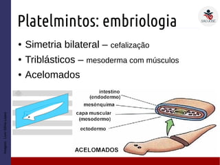 Platelmintos: embriologia
● Simetria bilateral – cefalização
● Triblásticos – mesoderma com músculos
● Acelomados
Imagem:LivroSôniaLopes
 