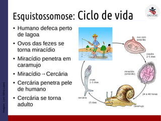 Esquistossomose: Ciclo de vida
● Humano defeca perto
de lagoa
● Ovos das fezes se
torna miracídio
● Miracídio penetra em
caramujo
● Miracídio→Cercária
● Cercária penetra pele
de humano
● Cercária se torna
adulto
Imagem:LivroSôniaLopes
 