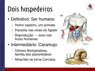 Dois hospedeiros
● Definitivo: Ser humano
– Homo sapiens, um primata
– Parasita nas veias do fígado
– Reprodução → ovos nas
fezes humanas
● Intermediário: Caramujo
– Gênero Biomphalaria,
família dos planorbídeos
– Miracídio se torna Cercária
Imagem:interna.coceducacao.com.br
 