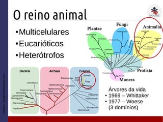 ● Multicelulares
● Eucarióticos
● Heterótrofos
O reino animal
Imagem:biologmehmet.blogcu.com
Árvores da vida
● 1969 – Whittaker
● 1977 – Woese
(3 domínios)
 