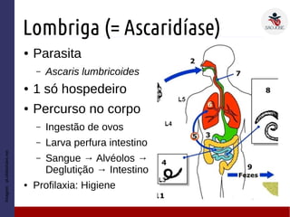 Lombriga (= Ascaridíase)
● Parasita
– Ascaris lumbricoides
● 1 só hospedeiro
● Percurso no corpo
– Ingestão de ovos
– Larva perfura intestino
– Sangue → Alvéolos →
Deglutição → Intestino
● Profilaxia: Higiene
Imagem:pt.slideshare.net
 