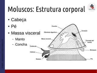 Moluscos: Estrutura corporal
● Cabeça
● Pé
● Massa visceral
– Manto
– Concha
Imagem:ayudahispano-3000.blogspot.com
 