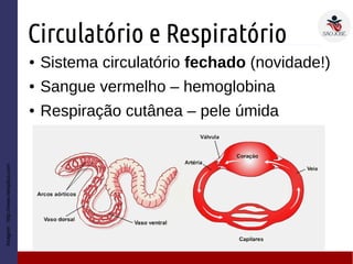 Circulatório e Respiratório
● Sistema circulatório fechado (novidade!)
● Sangue vermelho – hemoglobina
● Respiração cutânea – pele úmida
Imagem:http://www.netxplica.com
 