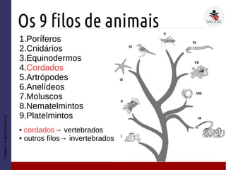 Os 9 filos de animais
1.Poríferos
2.Cnidários
3.Equinodermos
4.Cordados
5.Artrópodes
6.Anelídeos
7.Moluscos
8.Nematelmintos
9.Platelmintos
Imagem:bi.gave.min-edu.pt
● cordados→ vertebrados
● outros filos→ invertebrados
 