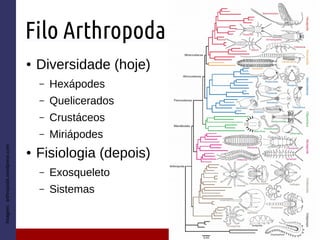 Filo Arthropoda
● Diversidade (hoje)
– Hexápodes
– Quelicerados
– Crustáceos
– Miriápodes
● Fisiologia (depois)
– Exosqueleto
– Sistemas
Imagem:arthropoda.wordpress.com
 