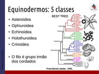 Equinodermos: 5 classes
● Asteroidea
● Ophiuroidea
● Echinoidea
● Holothuroidea
● Crinoidea
● O filo é grupo irmão
dos cordados
Imagem:home.uni-leipzig.de
 