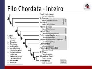 Filo Chordata - inteiro
 