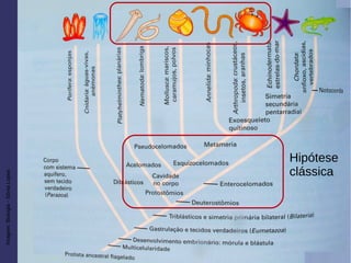 Imagem:Biologia-SôniaLopes
Hipótese
clássica
 