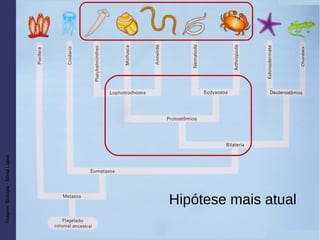 Imagem:Biologia-SôniaLopes
Hipótese mais atual
 