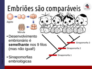 Embriões são comparáveis
● Desenvolvimento
embrionário é
semelhante nos 9 filos
(mas não igual!)
● Sinapomorfias
embriológicas
Imagem:www.pintardesenho.com
Sinapomorfia 1
Sinapomorfia 2
Sinapomorfia 3
 