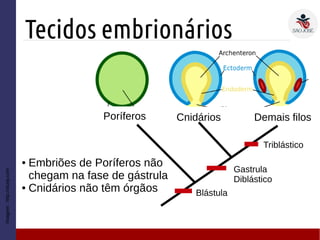 Tecidos embrionários
● Embriões de Poríferos não
chegam na fase de gástrula
● Cnidários não têm órgãos Blástula
Triblástico
Cnidários Demais filosPoríferos
Gastrula
Diblástico
Imagem:http://study.com
 